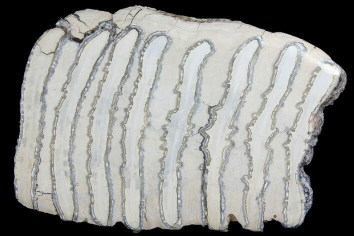Polished Mammoth Molar Section - South Carolina #180483